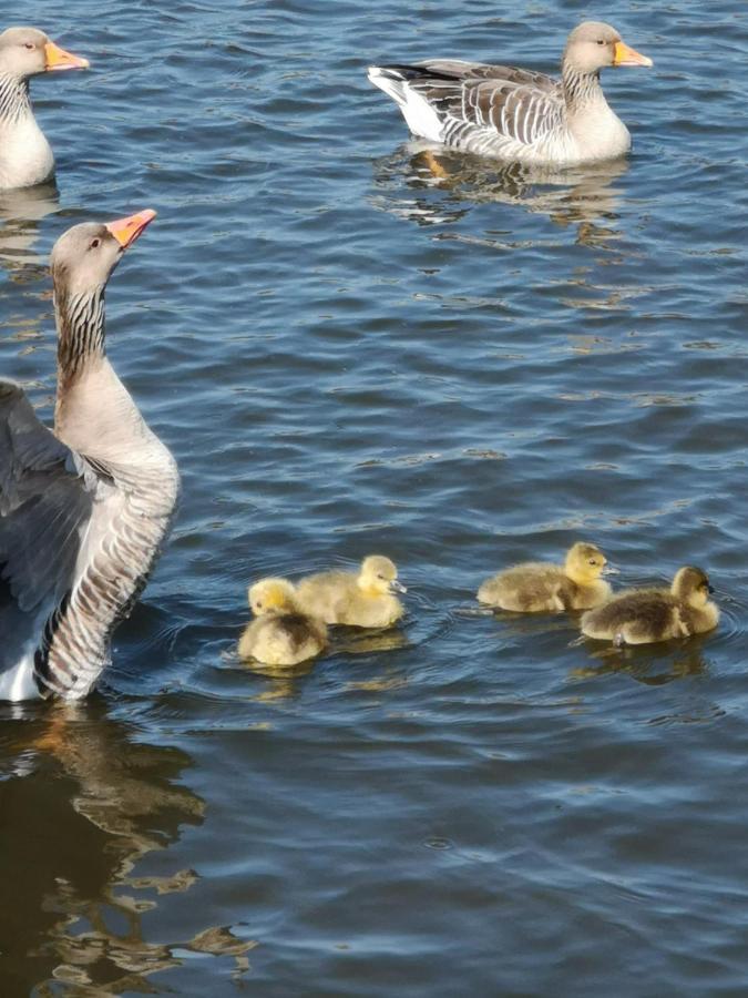 Fitschen Am Dorfteich Hotel Wenningstedt-Braderup  Kültér fotó